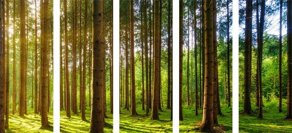 5-dijelna slika sunčano jutro u šumi