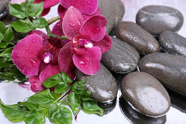 Slika orhideja u cvatu i wellness kamenje
