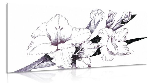 Slika ilustracija gladiole u cvatu