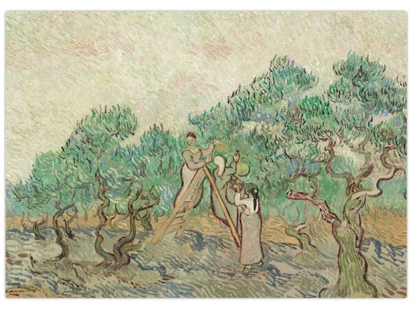 Slika - Vincent van Gogh, The Olive Orchard, reprodukcije (70x50 cm)