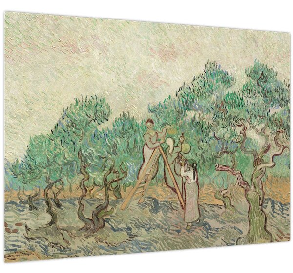 Slika - Vincent van Gogh, The Olive Orchard, reprodukcije (70x50 cm)