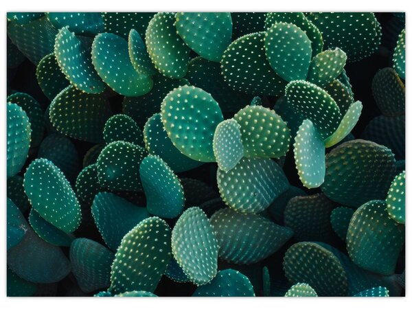Slika - Opuntia (70x50 cm)