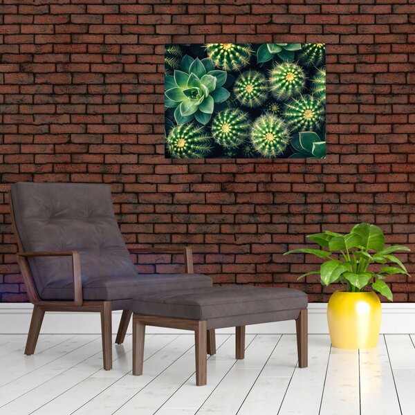 Slika - Kaktusi (70x50 cm)