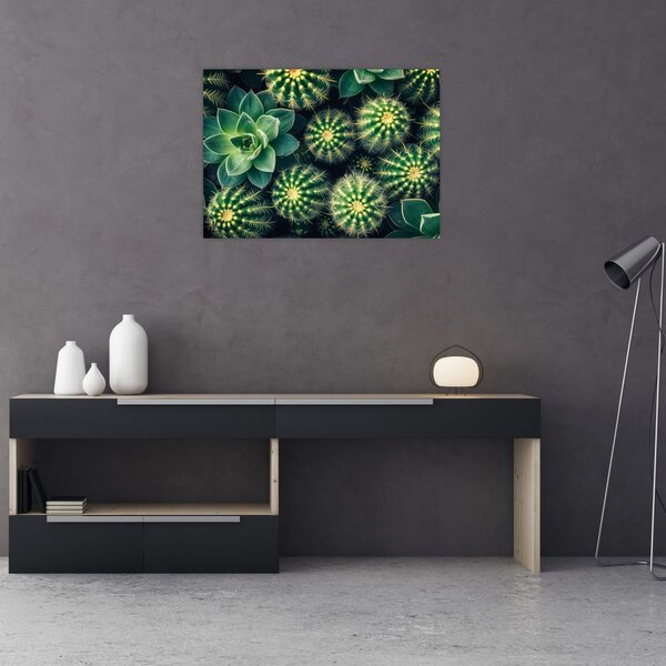 Slika - Kaktusi (70x50 cm)