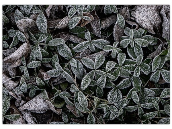 Slika - Smrznute biljke (70x50 cm)