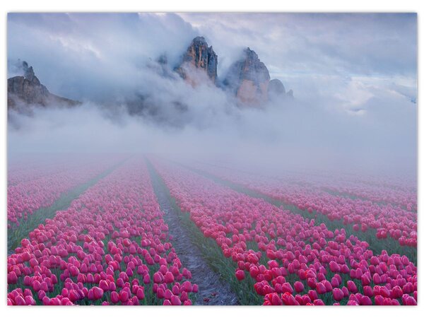 Slika - Krajolik s poljima tulipana (70x50 cm)