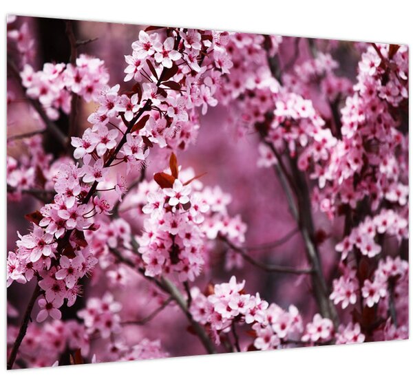 Slika - Ružičasta sakura (70x50 cm)