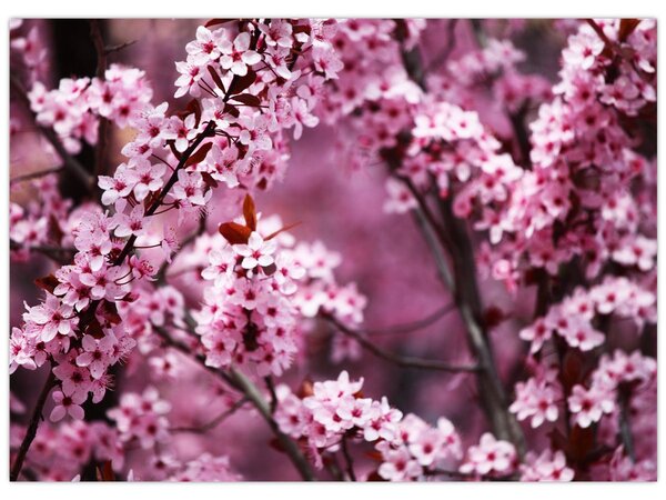 Slika - Ružičasta sakura (70x50 cm)