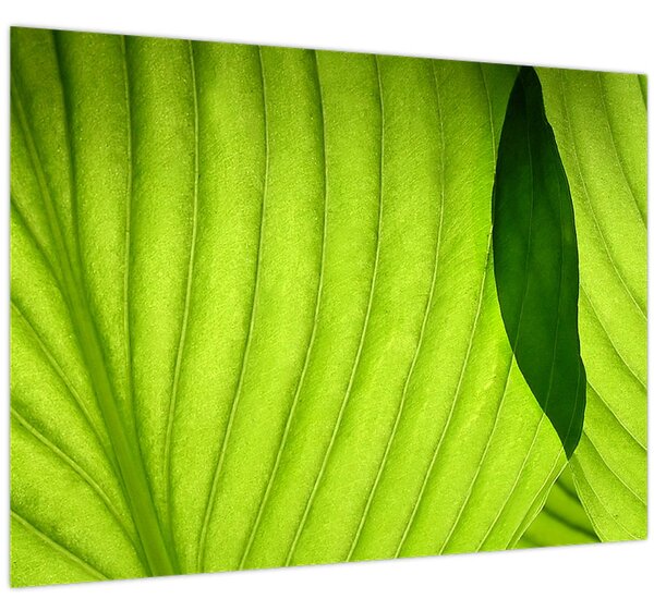 Slika - Detalj zelenog lista (70x50 cm)