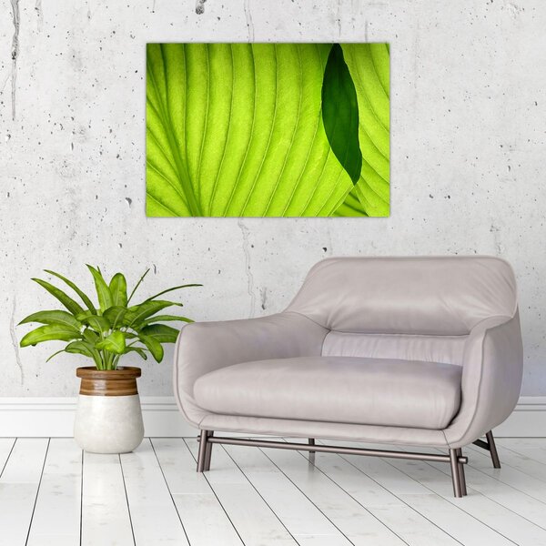 Slika - Detalj zelenog lista (70x50 cm)