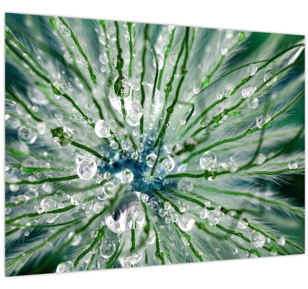 Slika - Makro slika cvijeta (70x50 cm)
