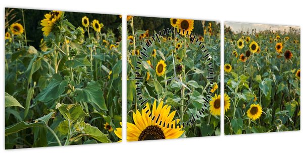 Slika - Polje suncokreta II. (sa satom) (90x30 cm)