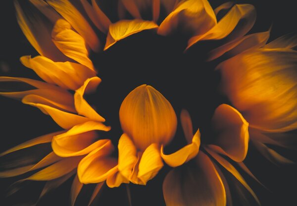 Foto tapeta - Suncokreti u mraku (147x102 cm)