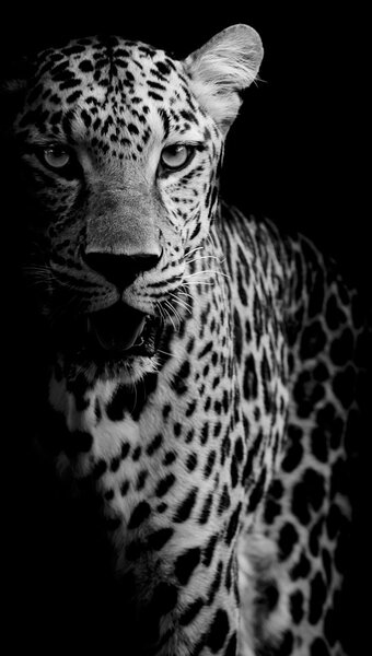 Foto tapeta - Portret leoparda (147x102 cm)