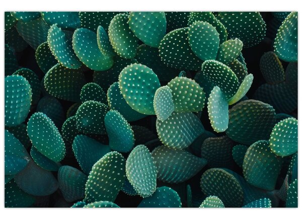 Slika - Opuntia (90x60 cm)