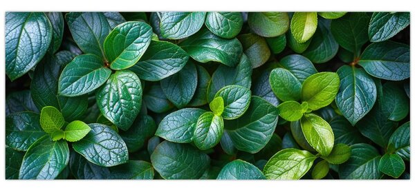 Slika - Zelene biljke (120x50 cm)