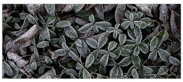Slika - Smrznute biljke (120x50 cm)
