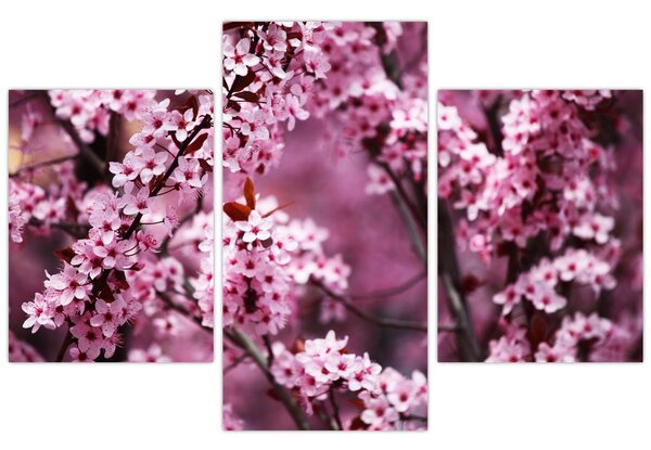 Slika - Ružičasta sakura (90x60 cm)