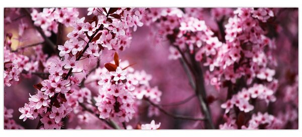 Slika - Ružičasta sakura (120x50 cm)