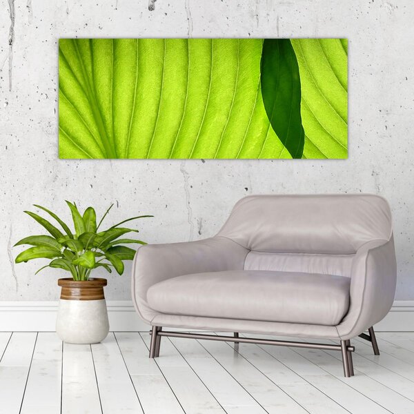 Slika - Detalj zelenog lista (120x50 cm)