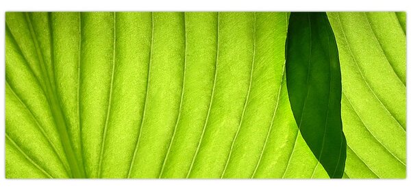 Slika - Detalj zelenog lista (120x50 cm)