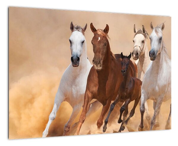 Slike - trkaći konji (60x40cm) (F006037F6040)