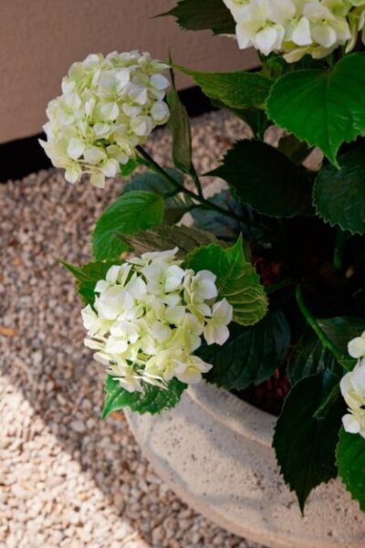 Umjetna hortenzija 90 cm UV – za vanjsku upotrebu - Bijela - 71 - 90 cm - DA