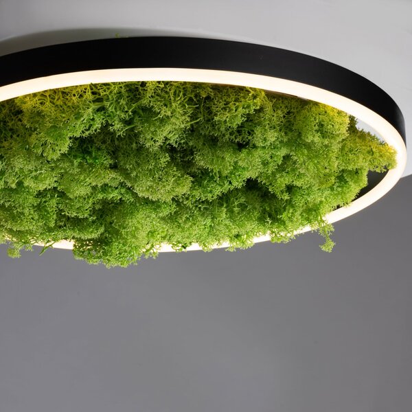 JUST LIGHT. GmbH LED stropna svjetiljka Green Ritus, mahovina prigušljiva Ø39,3cm, prigušiva, Zelena, Dnevni boravak/blagovaonica