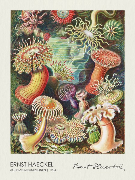 Reprodukcija Actiniae–Seeanemonen (1904), Ernst Haeckel