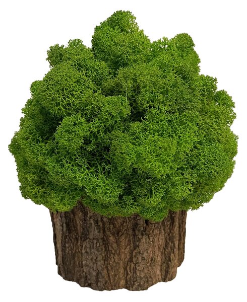 Drvo mahovine dimenzija 16 x 16 cm