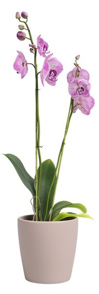 Keramička tegla za cvijeće ø 14 cm Thalia – Artevasi