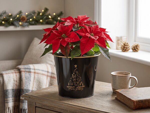 Božićna posuda za cvijeće SEASONS GREETINGS 30 cm, crna / zlatna