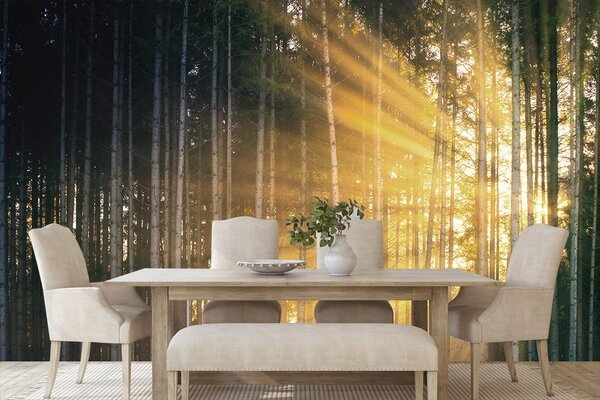 Fototapeta sunce iza stabala