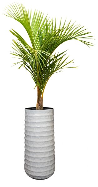 Ukrasna tegla za biljke Petra bijele boje 56 i 67 cm - 56 cm