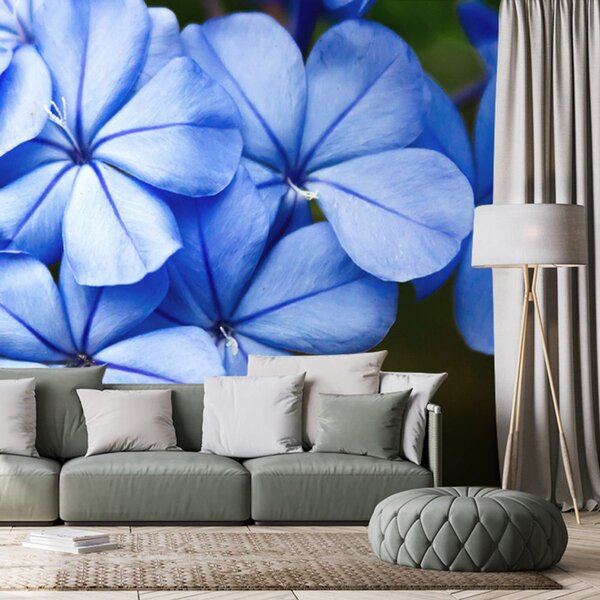 Fototapeta divlje plavo cvijeće