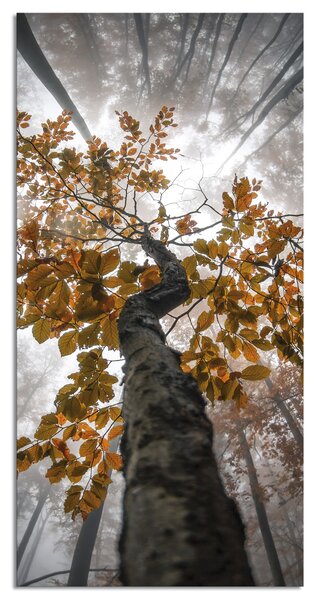 Zidni ukras Albero