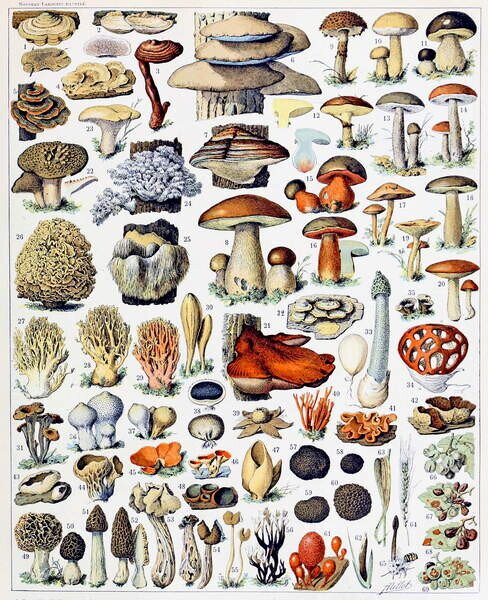 Reprodukcija Illustration of Mushrooms c.1923, Millot, Adolphe Philippe