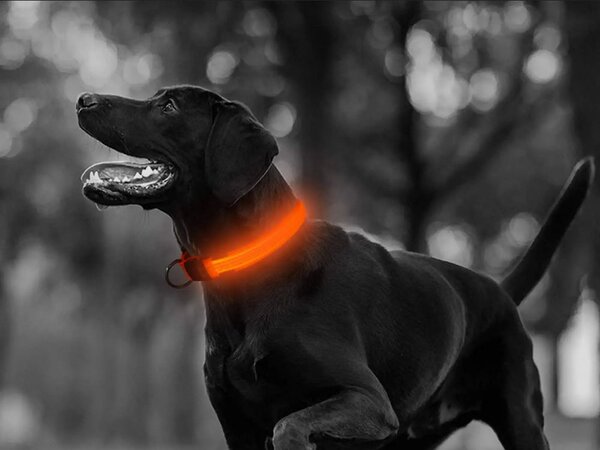Univerzalna led svetleča ovratnica za pse in mačke - nastavljiva do 59cm akcija