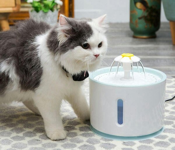 Fontana automatskog senzora - Mačka i pseća snaga 2.4L