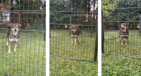 8 delna kovinska visoka ograda za kužke ali mačke - malatec