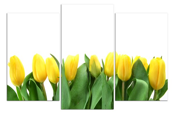 Slika na platnu - Žuti tulipani 103C (150x100 cm)