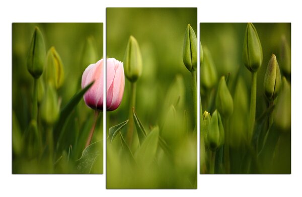 Slika na platnu - Ružičasti tulipan cvjeta 101C (90x60 cm)