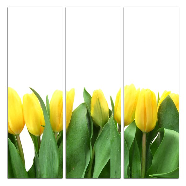 Slika na platnu - Žuti tulipani - kvadrat 303B (75x75 cm)