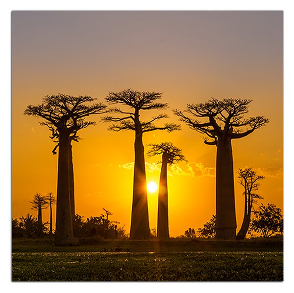 Slika na platnu - Baobabi u zalasku sunca - kvadrat 305A (50x50 cm)