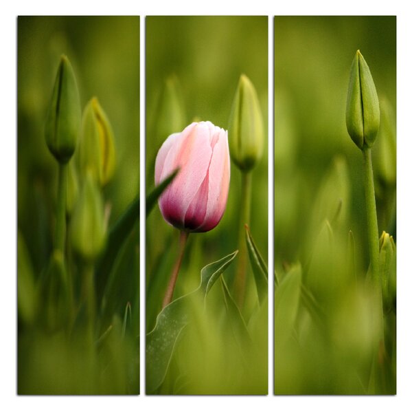 Slika na platnu - Ružičasti cvjetajući tulipan - kvadrat 301B (75x75 cm)