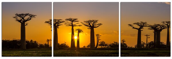 Slika na platnu - Baobabi na zalasku sunca - panorama 505C (90x30 cm)