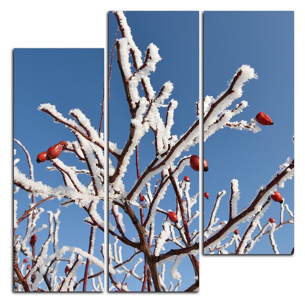Slika na platnu - Plod divlje ruže prekriven snijegom - kvadrat 346C (75x75 cm)