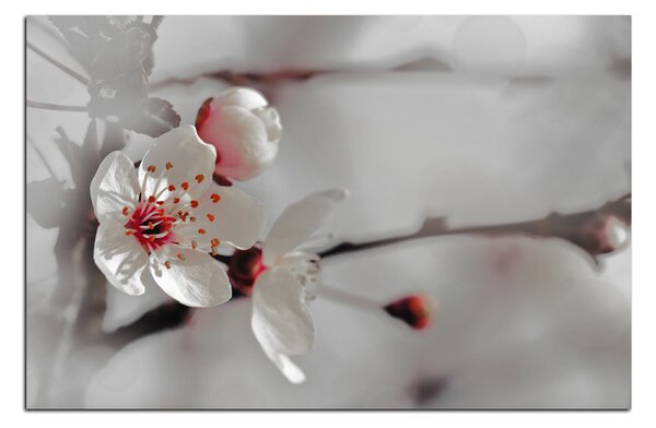 Slika na platnu - Trešnjin cvijet 158FA (60x40 cm)