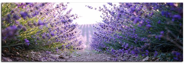 Slika na platnu - Staza između grmova lavande - panorama 566A (105x35 cm)
