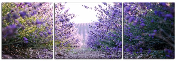 Slika na platnu - Staza između grmova lavande - panorama 566C (90x30 cm)